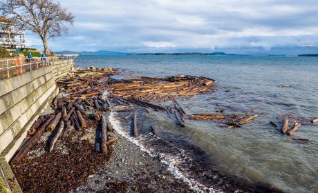 Conséquences des vents violents : du bois flotté s’échoue sur la plage.